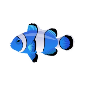 Blue Clownfish